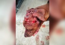 Agreden con machete a un perro pitbull en Kinchil
