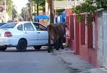 Vaca se pasea por las calles de Oxkutzcab