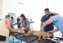 Campaña de esterilización de mascotas en el Oriente del Estado