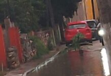 En Acanceh «siembran» árboles en los baches