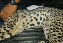 Rescatan a tigrillo que fue atropellado