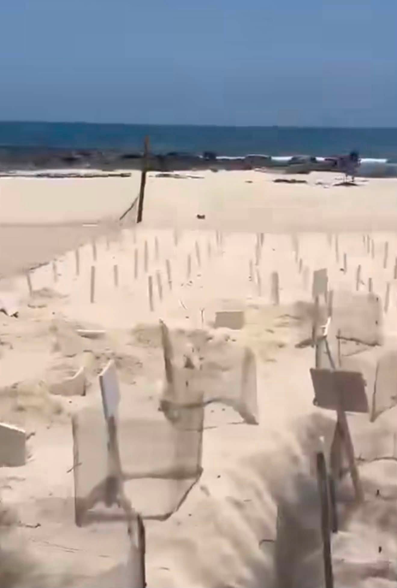 Denuncias en redes sociales reportan la muerte de numerosas crías de tortuga en un tortuguero de Isla Mujeres. Hasta el momento no existe una postura oficial de las autoridades.