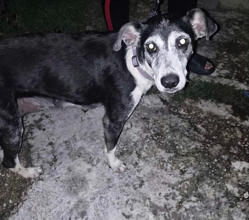 Autoridades atienden un reporte de presunto maltrato animal en el fraccionamiento Vergel 65 de Mérida.