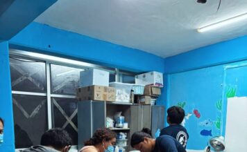 ortuga marina recibe atención veterinaria tras ser atacada por perros ferales en Sisal.
