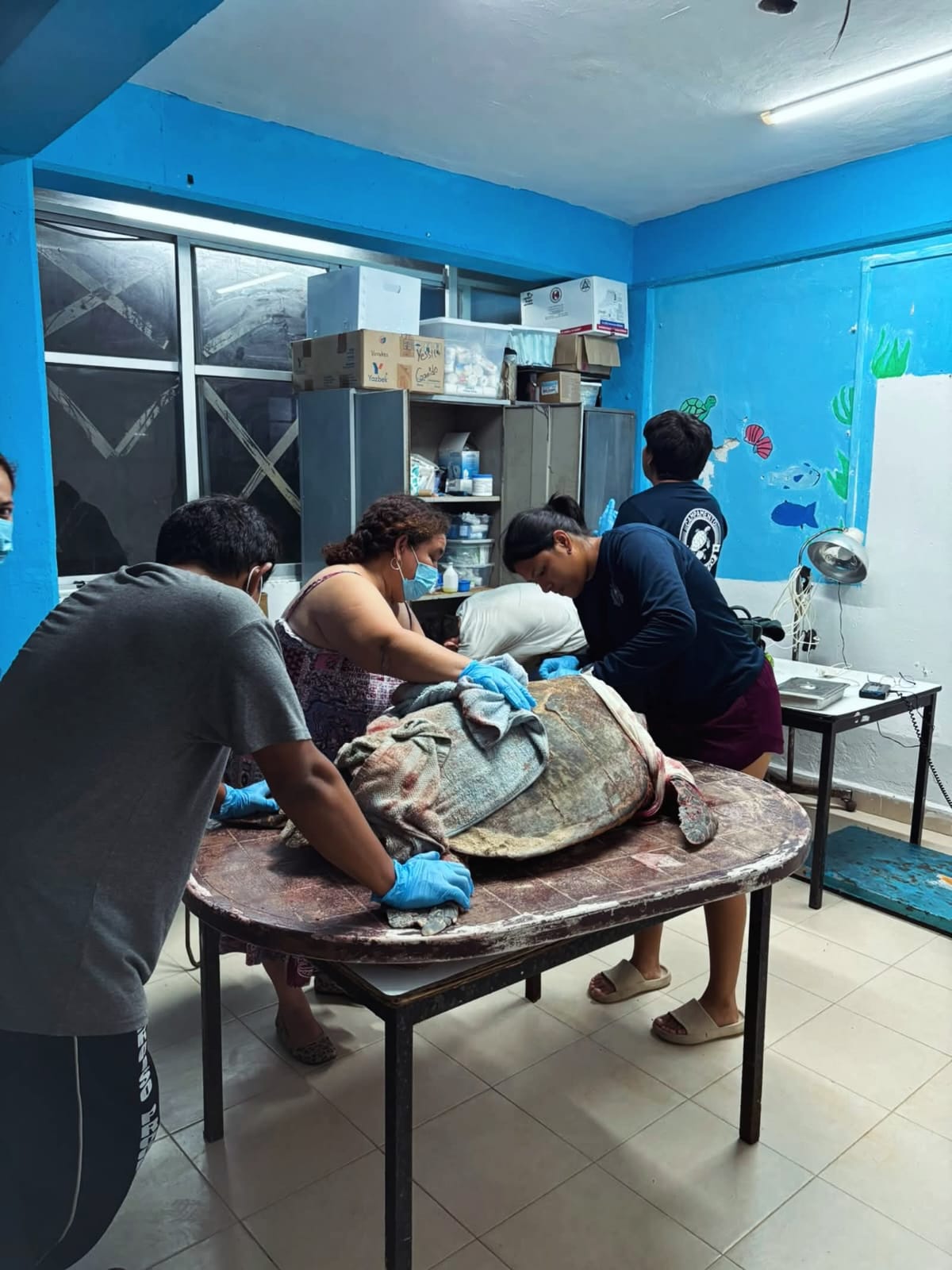 ortuga marina recibe atención veterinaria tras ser atacada por perros ferales en Sisal.