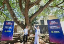 Árbol Patrimonio Verde número 200 fortalece conservación en Mérida Fotografía horizontal del algarrobo negro declarado como Árbol Patrimonio Verde número 200, acompañado por la alcaldesa Cecilia Patrón Laviada y habitantes de la colonia México durante la ceremonia de declaratoria.