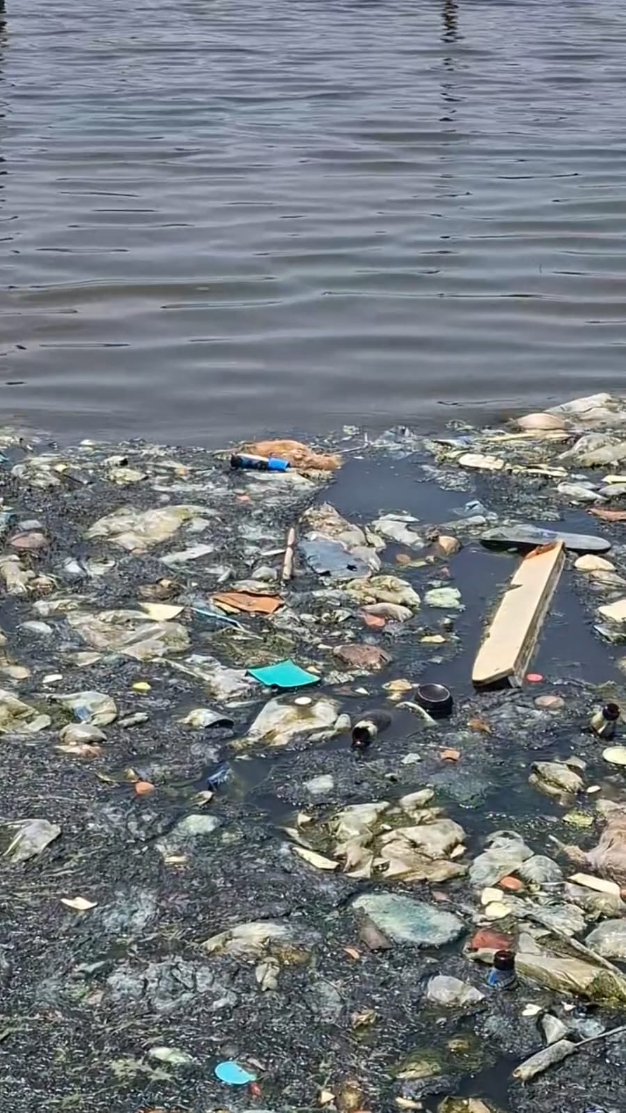 Habitantes de la zona sur de Celestún denunciaron un presunto foco de contaminación cerca del área conocida como La Caleta, donde la acumulación de basura y el hallazgo de pequeños peces muertos han generado preocupación entre la población.
De acuerdo con los vecinos, los desperdicios acumulados al aire libre provocan olores fétidos que afectan diariamente a quienes viven en los alrededores, además de representar un posible riesgo para la salud y el entorno natural de la zona.
Vecinos exigen atención a la contaminación
Los habitantes señalaron que han realizado reportes y expresado sus inconformidades por las condiciones del sitio, sin que hasta el momento, según su denuncia, se haya resuelto el problema.
También reportaron el hallazgo de pequeños peces muertos en la zona costera, situación que incrementó la preocupación por un posible impacto ambiental.
Los colonos solicitaron la intervención de las autoridades ambientales estatales para realizar una revisión en el área, determinar las condiciones del sitio, establecer posibles responsabilidades y atender la acumulación de residuos.
La situación ha generado preocupación entre habitantes de la zona sur del puerto, quienes piden acciones para evitar que el problema continúe afectando la salud pública y el ecosistema de Celestún.