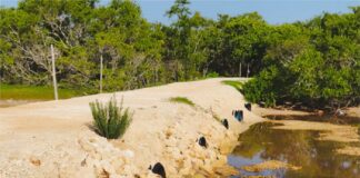 Operativo de Profepa en la Reserva de la Biosfera Ría Celestún por cambio ilegal de uso de suelo.